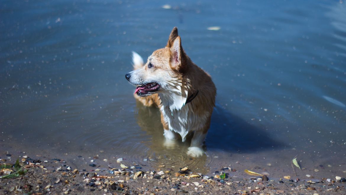 Hond in water